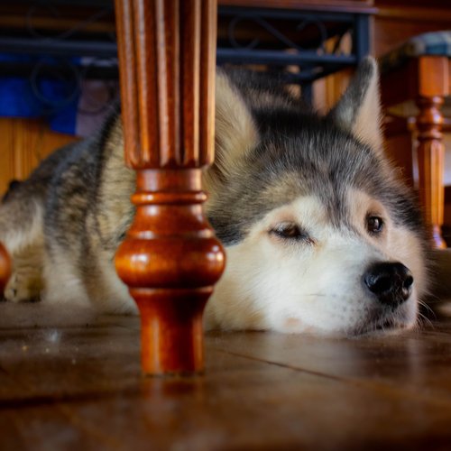 brown dog laying on floor - keystone carpets inc in WA